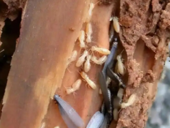 新野白蚁防治公司分享装修防虫必修课：全屋白蚁预防，筑牢家居长期防护屏障